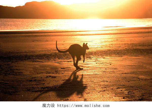 日出在海滩上跳跃的袋鼠背影